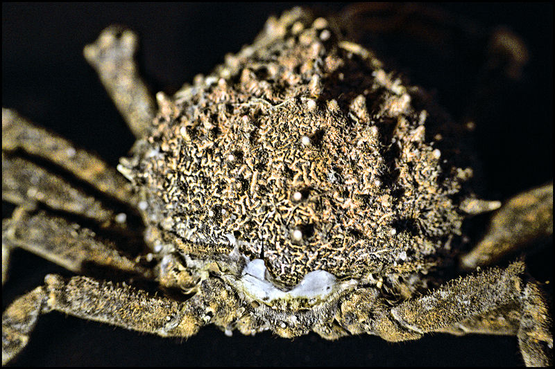 [Image: crab1SM.jpg]