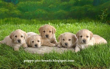 Puppy Pictures Breeds