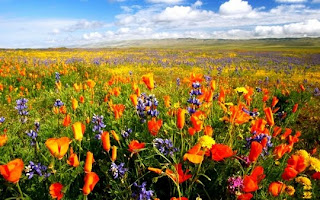 Field-Of-Flower" Field-Of-Flower