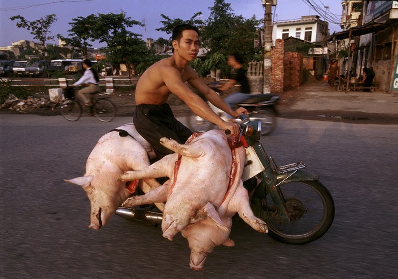 cyclefools hog rider cyclefools hog rider