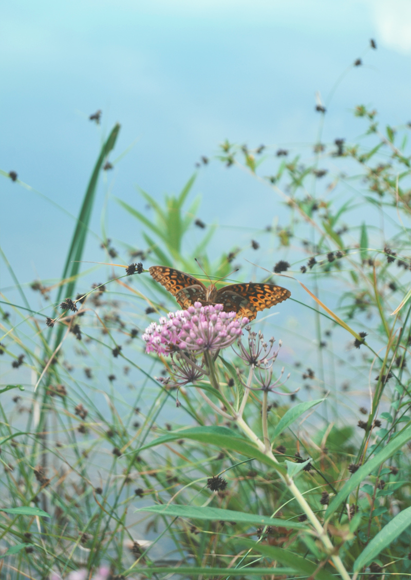 The Flying Clubhouse: August Gold | Great spangled fritillary The Flying Clubhouse: August Gold | Great spangled fritillary