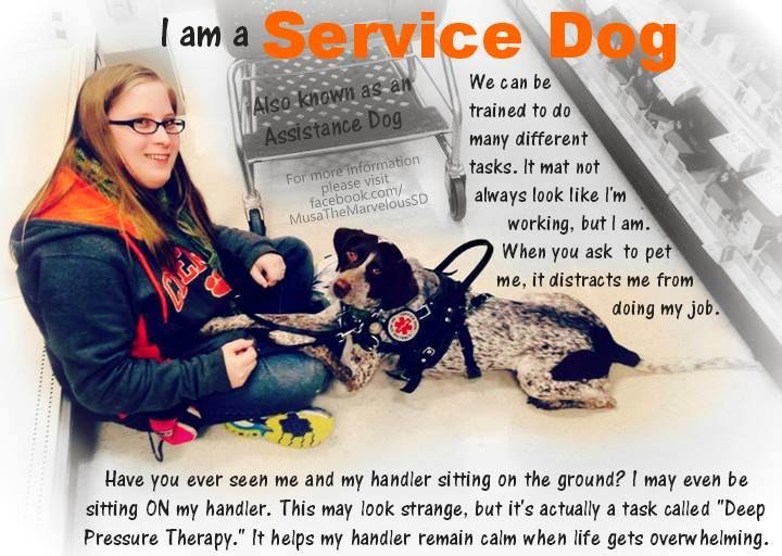 pressure therapy dog