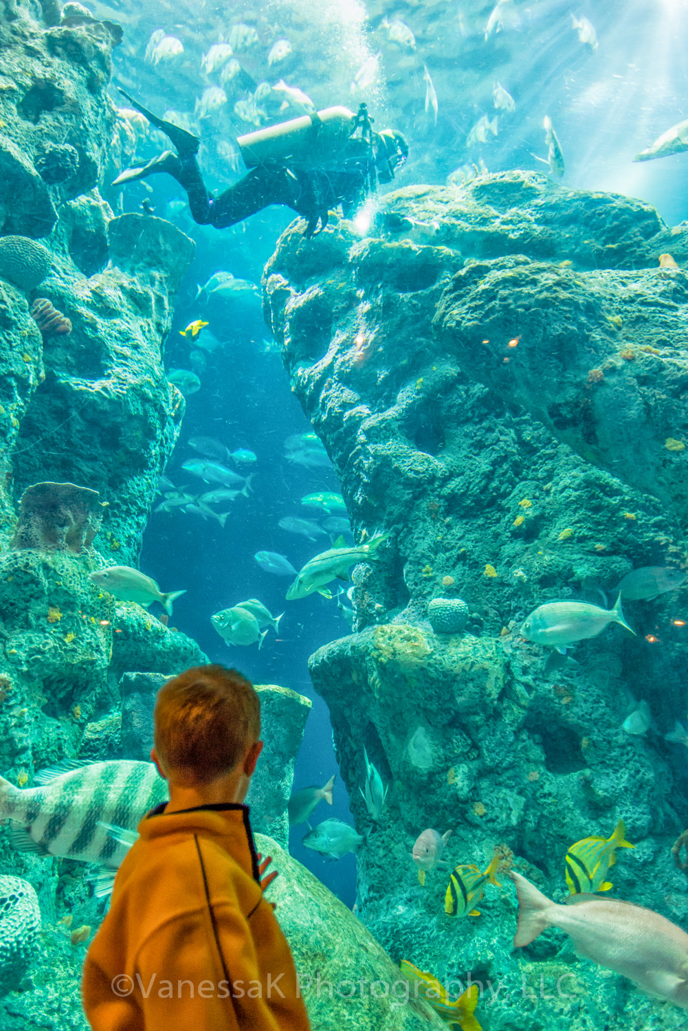 VanessaK Visit to the Charleston Aquarium