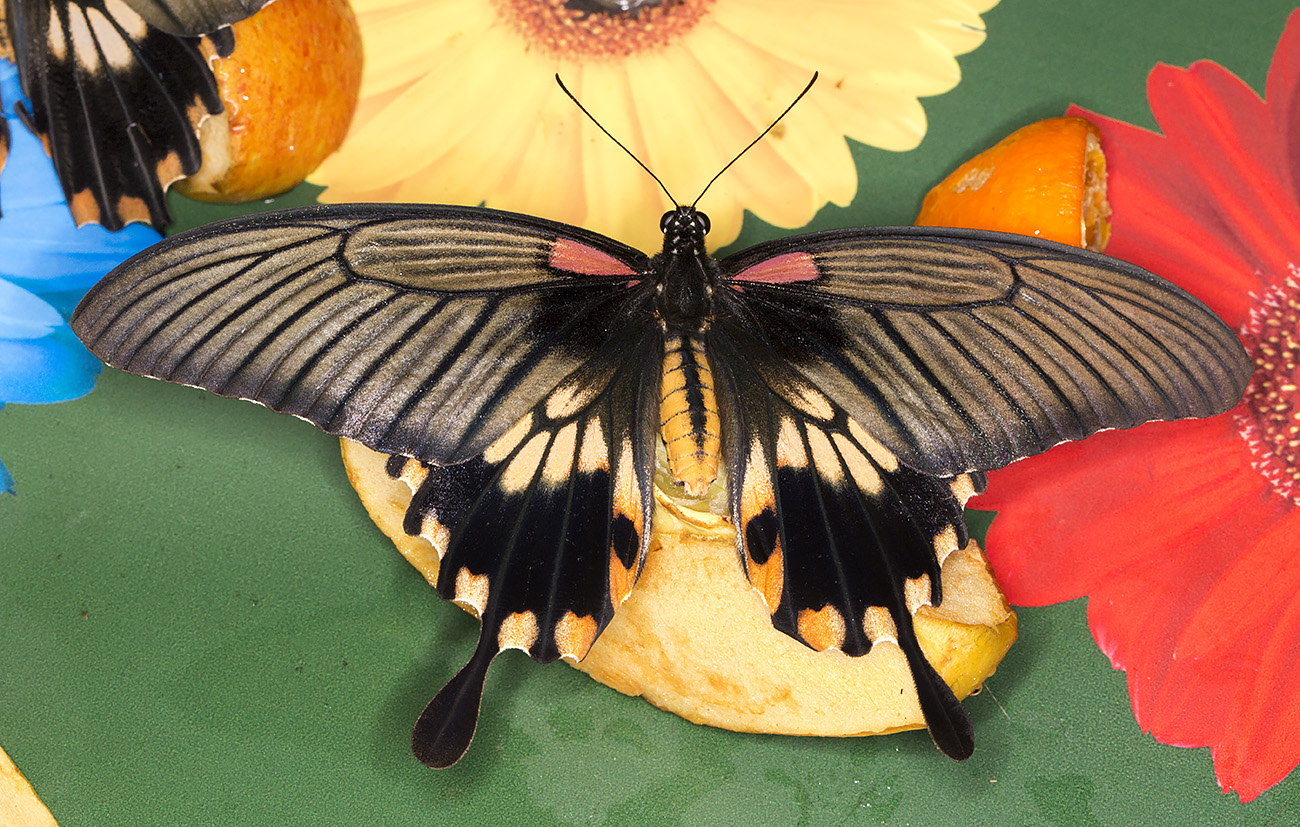 Great Mormon, Papilio memnon, female. Wisley Gardens, Butterflies in the Glasshouse, 10 February 2015. Great Mormon, Papilio memnon, female. Wisley Gardens, Butterflies in the Glasshouse, 10 February 2015.