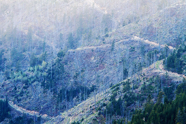 Coasta Novățului (2) logging selective hidden impacts environment ecosystem ecologic despădurire defrișare maramureș România Transylvania deforestation Carphathians Carpați