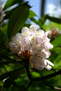 Rhododendron Flowers