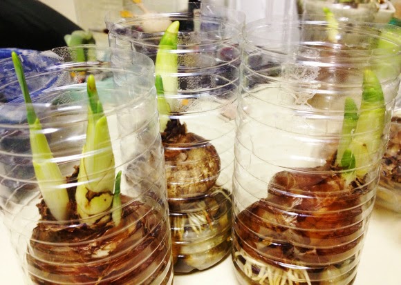 Tận dụng chai nhựa bỏ đi - 9