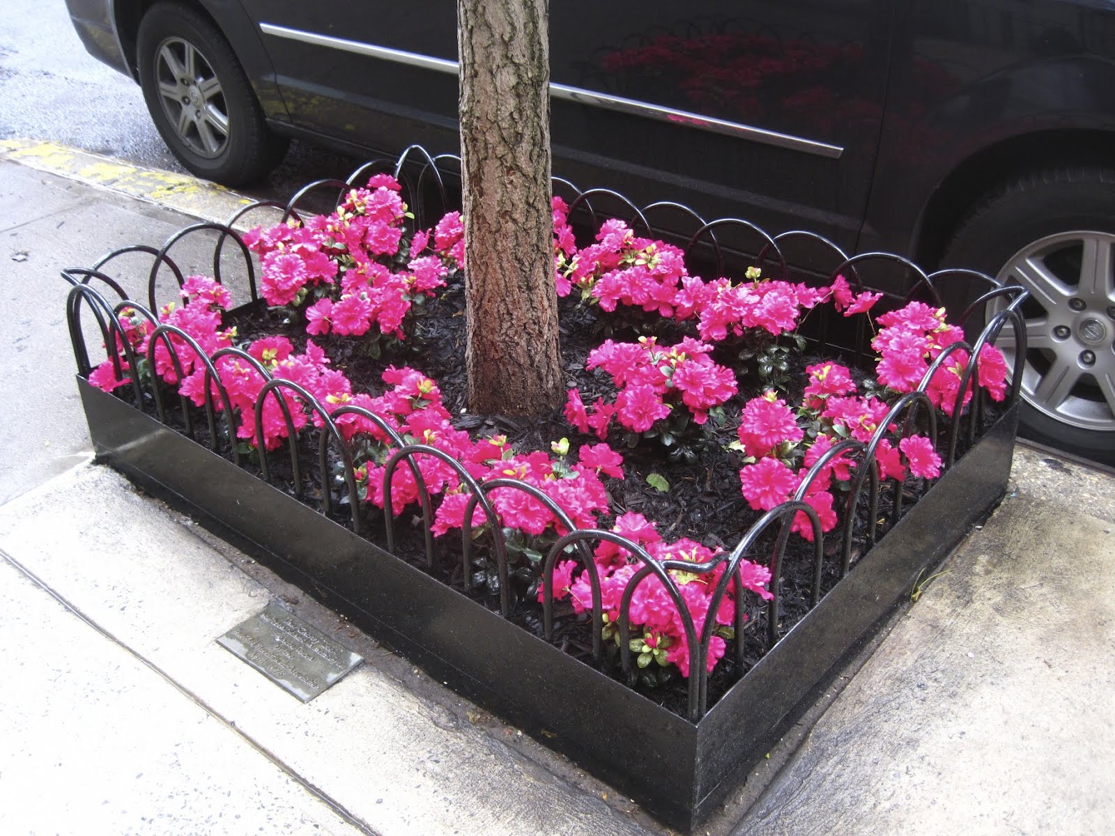 Garden Bytes from the Big Apple terrific tree pits!