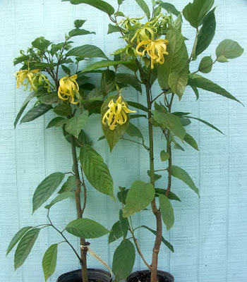 Iland Iland Flower Tree