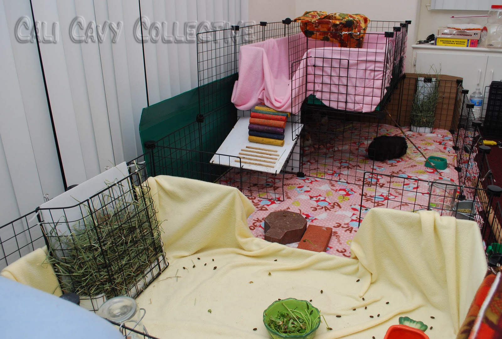 Cali Cavy Collective a blog about all things guinea pig Our C&C