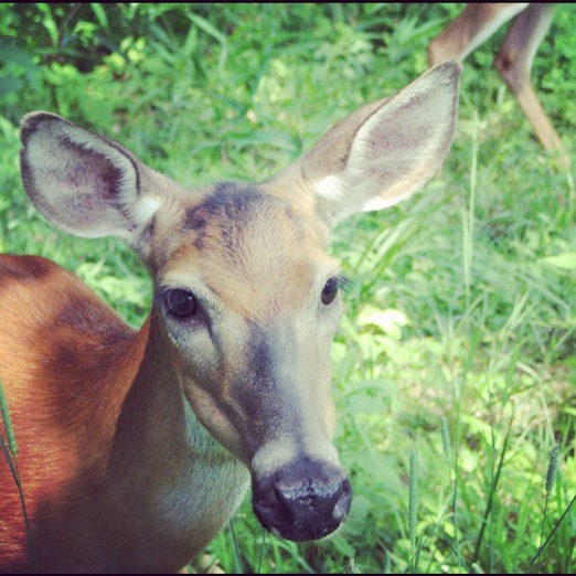 just d and y crying over roadkill