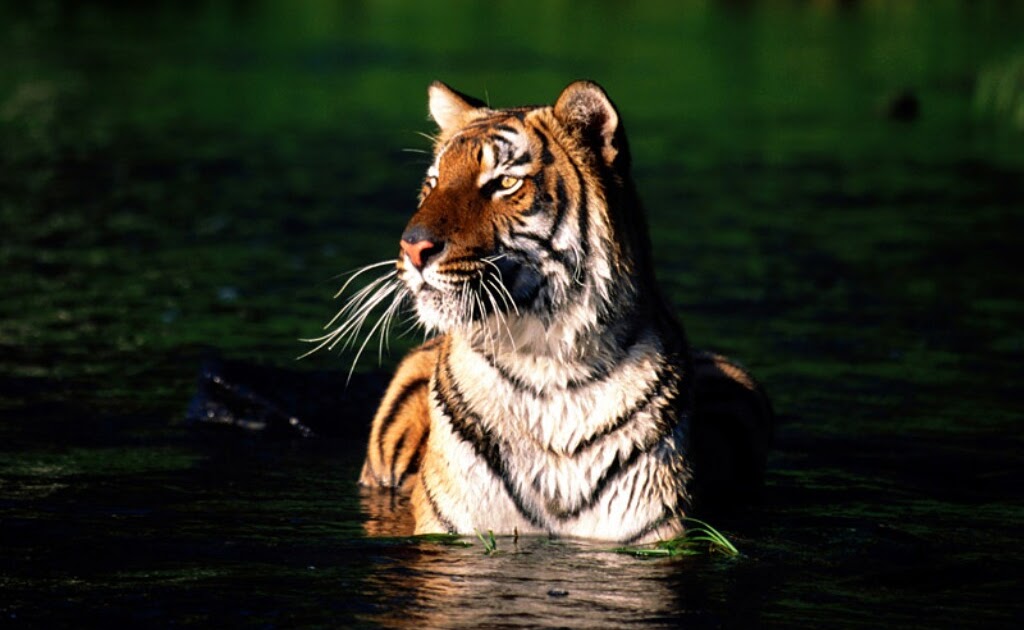 Free Cool Wallpapers bengal tiger wallpaper
