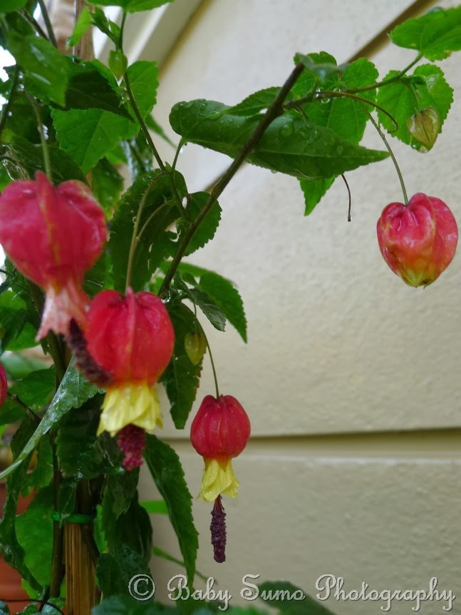 Baby Sumo Photography: Chinese lantern plant/ flower - KL, Malaysia
