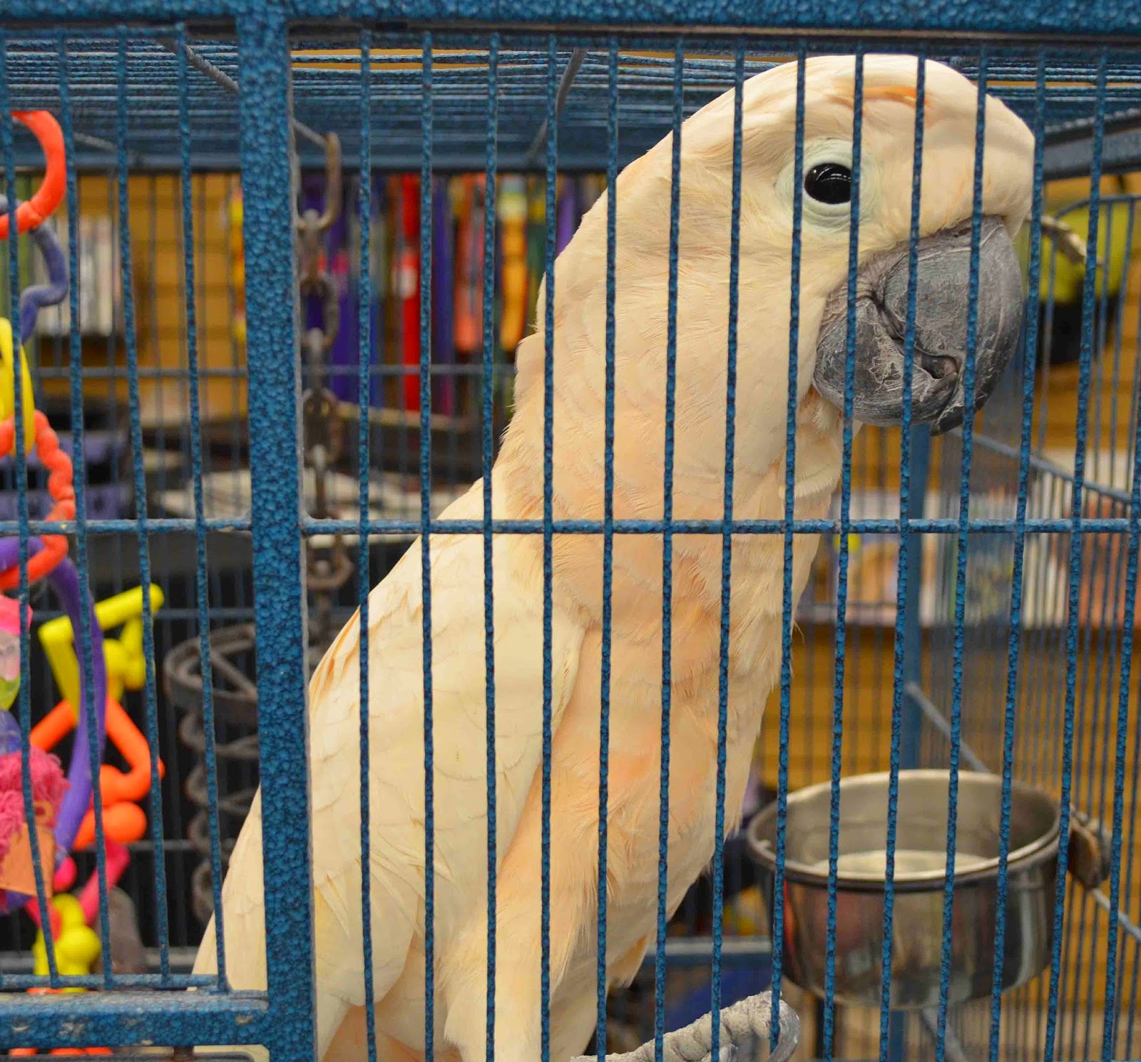 BROOKLYN'S OLD STYLE HIDDEN GEM NYC PET DIRECT