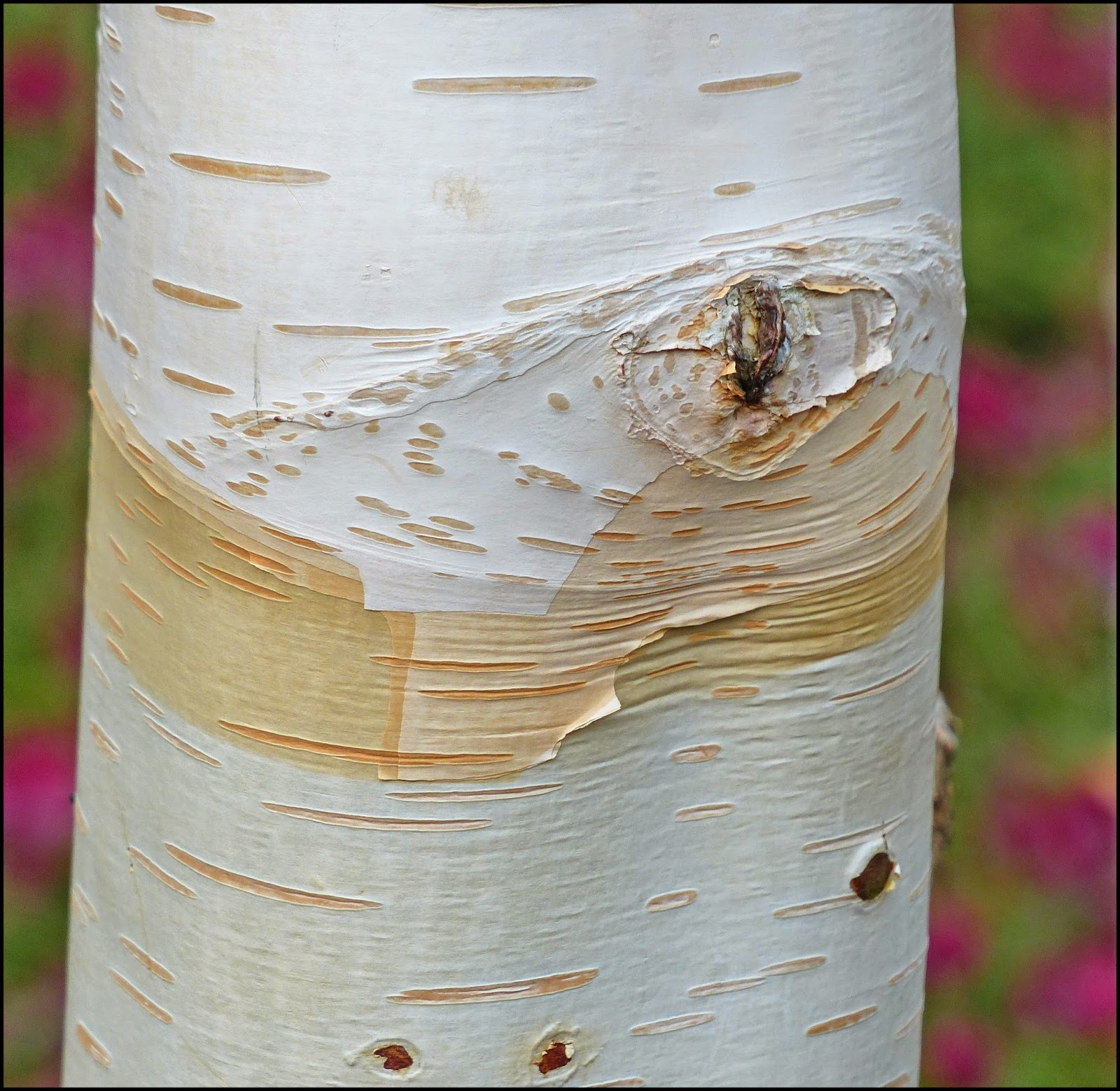 List 98+ Pictures Why Do Birch Trees Have Black Streaks On Their Trunk