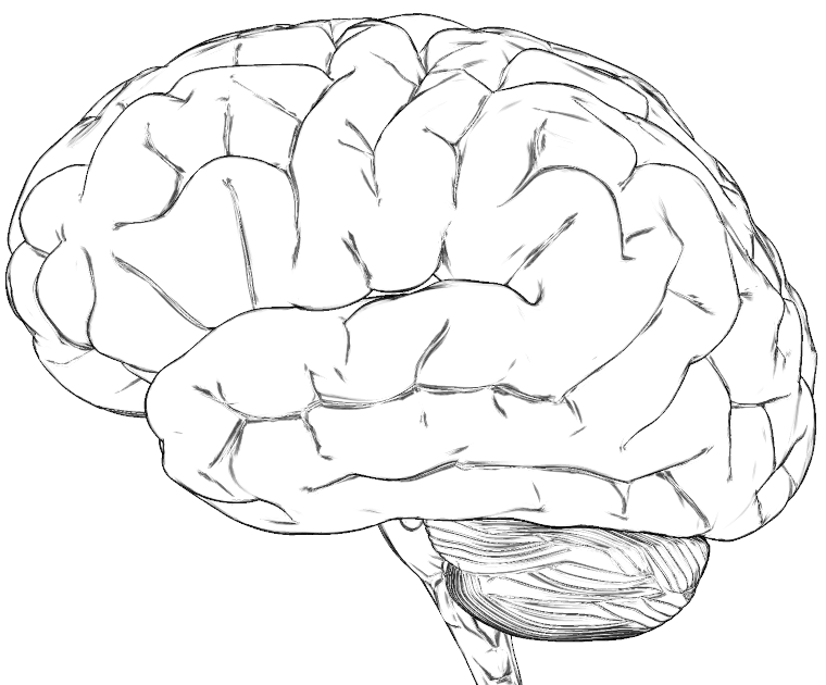 Amazing Little Science Why brain surface has grooves and bumps