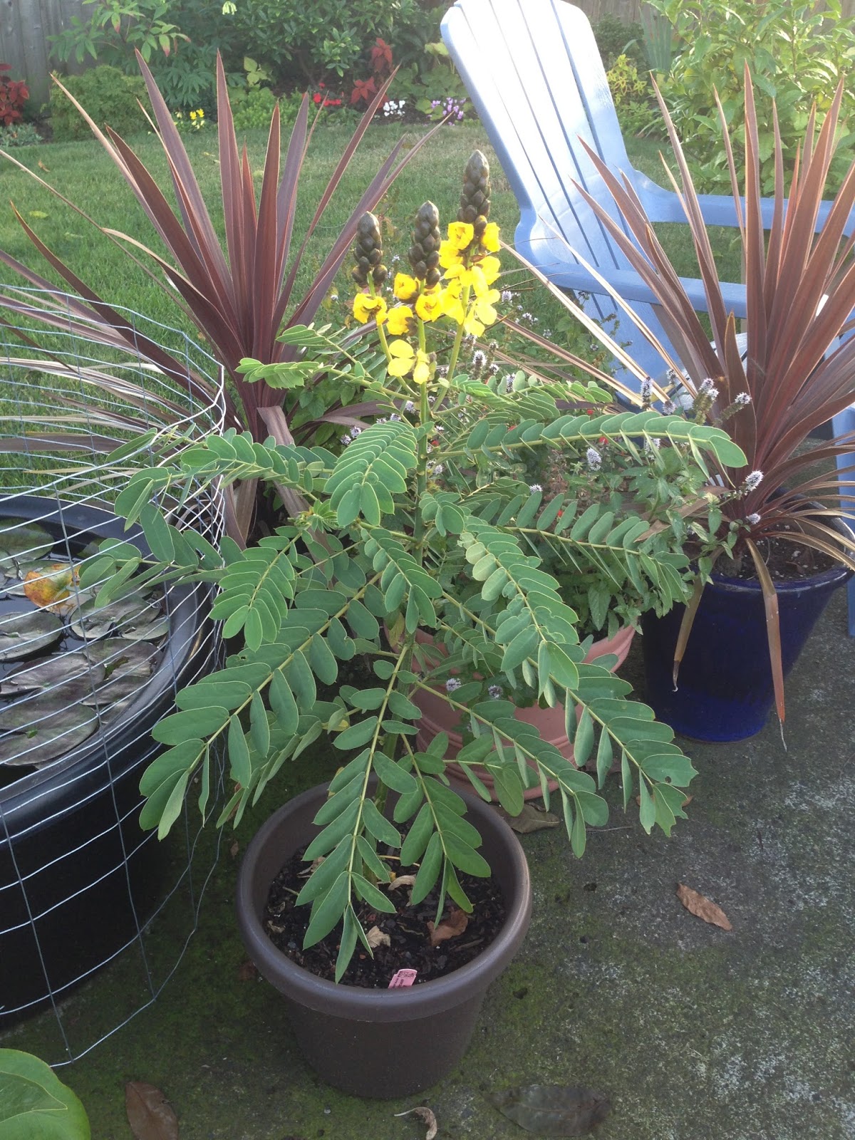 The Lents Farmer: Today's Favorite Plant - Senna didymobotrya (Popcorn