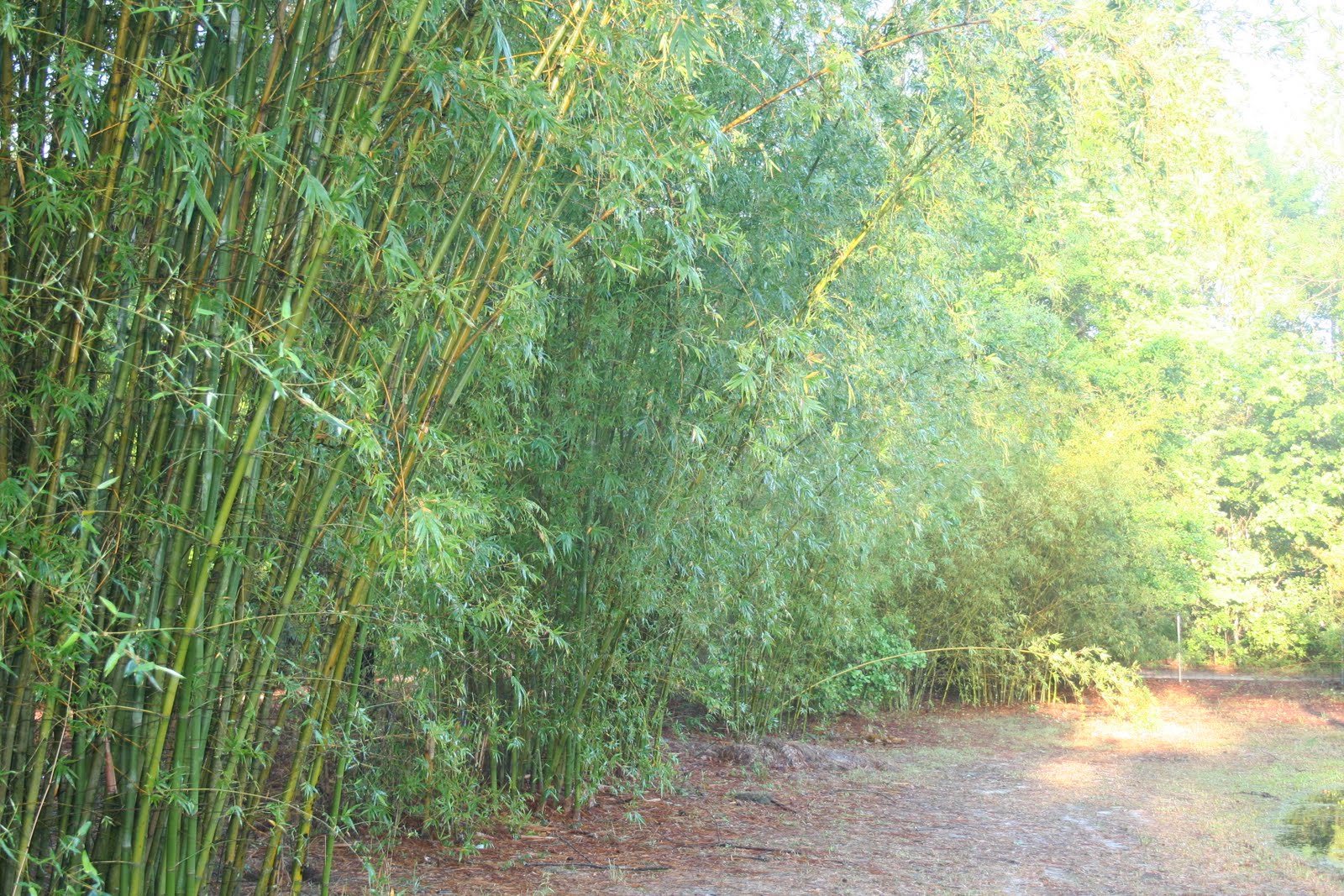 Bamboo Life