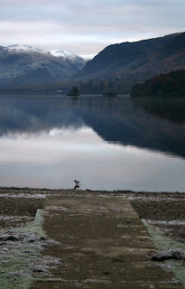 A wading bird A wading bird