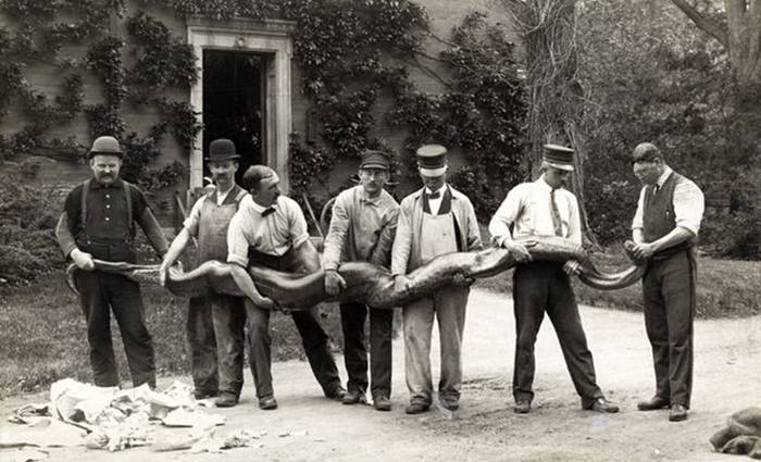 Animal handlers hold a 19-foot anaconda at the Zoological Gardens. Among the world's largest snakes, anacondas live in rivers and wetlands of South America. The word anaconda is thought to come from the Tamil word anaikolra, which means elephant killer, alluding to the reptile's fearsome reputation.