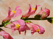 Summer colours. Garden Flowers: Pink, White, Yellow, Purple (pale pink antirrhinum snapdragon dragon flower )