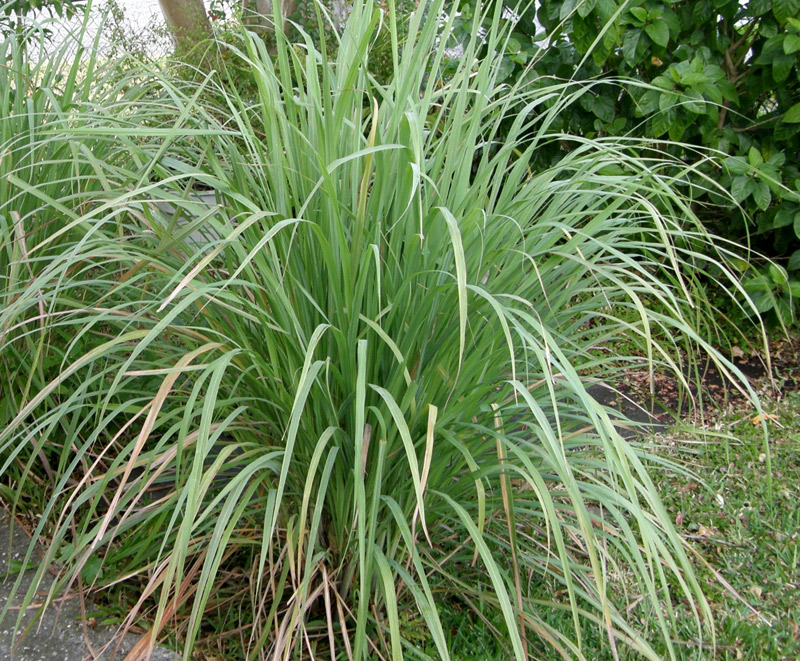 lemon grass lemon grass