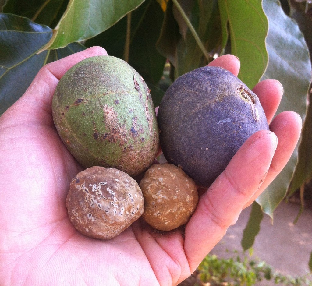 Musings on Life in Hong Kong Candlenut (石栗) in Rwanda