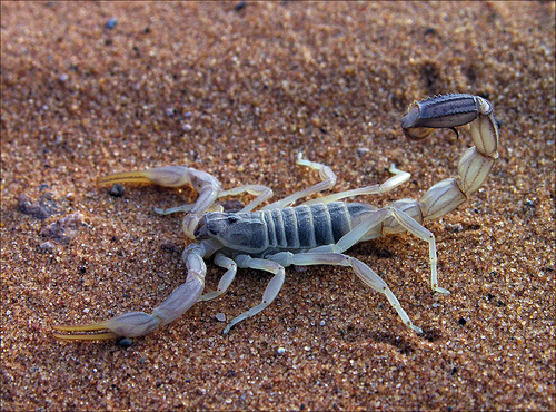 animalia,wild insect,scorpion,wild insect,