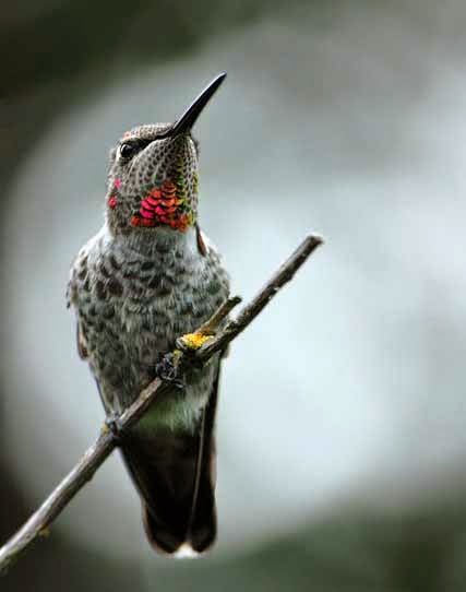 Foto Burung Kolibri Muncang Terbaik