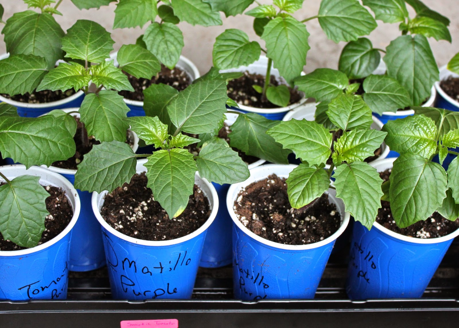 Red House Garden Seedlingsinwaiting