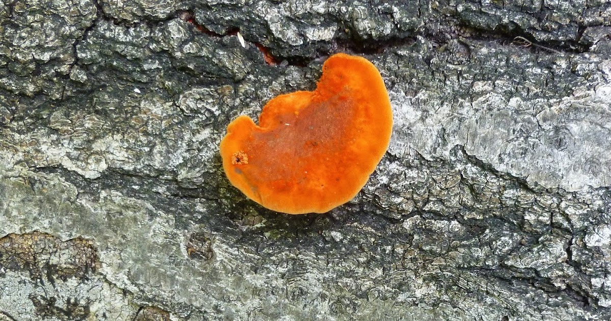 Invasive Plants in Arlington Orange Fungus on Log