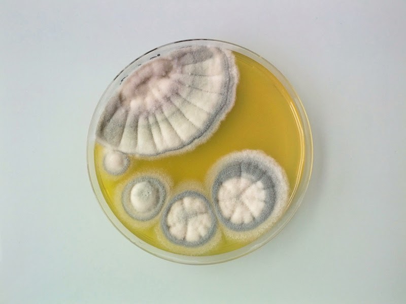 Magical Contamination de Antoine Bridier-Nahmias