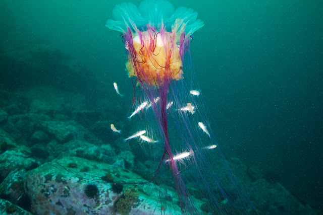 كائنات بحرية من الاعماق  .. Breathtaking+Undersea+022