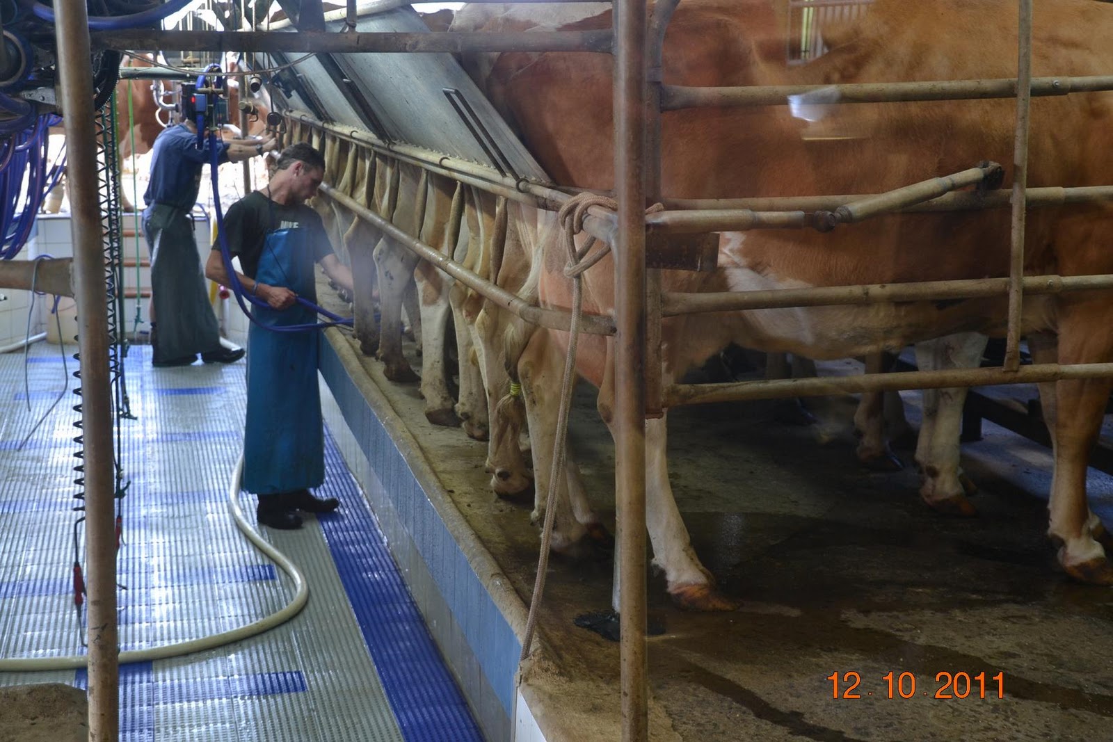 Jaded Nomad RV ADVENTURE Maleny Dairy