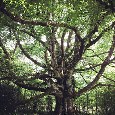 A very old tree on the Ashley Park House estate in Nenagh, Ireland. Photo by Elena Rosenberg. A very old tree on the Ashley Park House estate in Nenagh, Ireland. Photo by Elena Rosenberg.