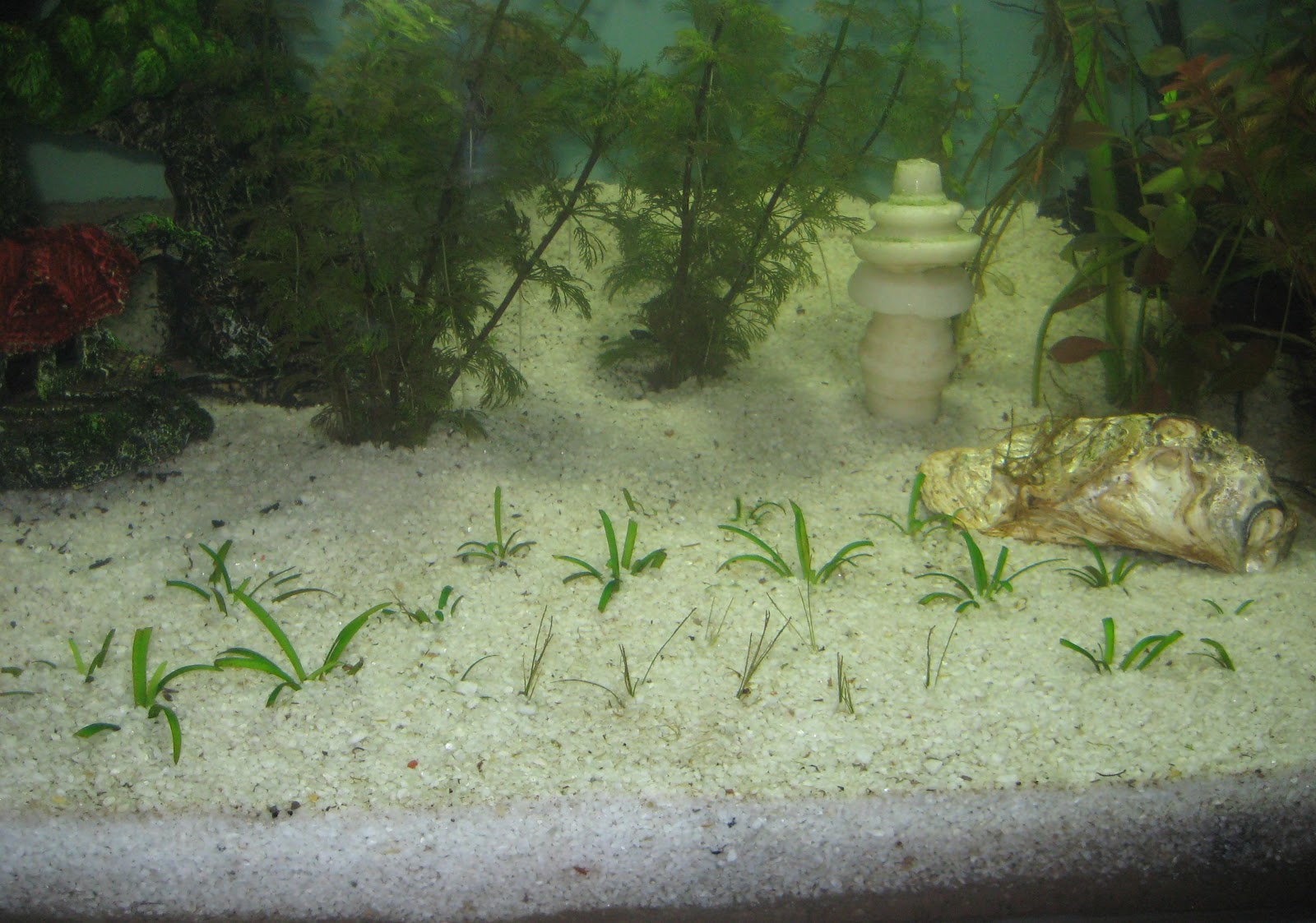 My Fresh Water Aquarium Natural Planted Tank (Walstad Method). Walstad Aquarium Progression