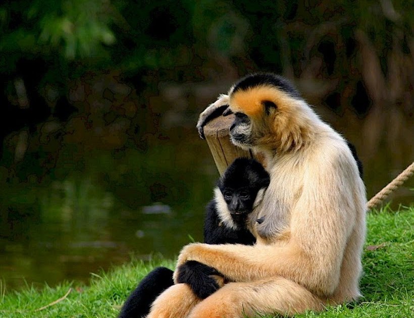 HD Animals Wallpapers: Mothers Love - Animals love ...