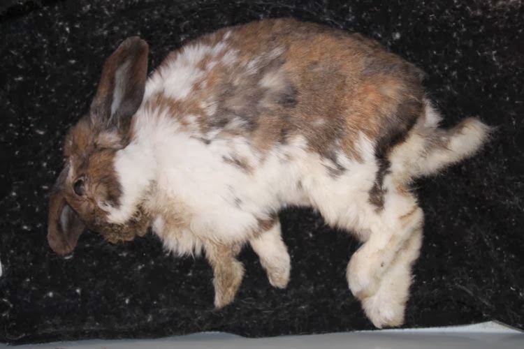 hoe oud kan een konijn worden DrBeckmann