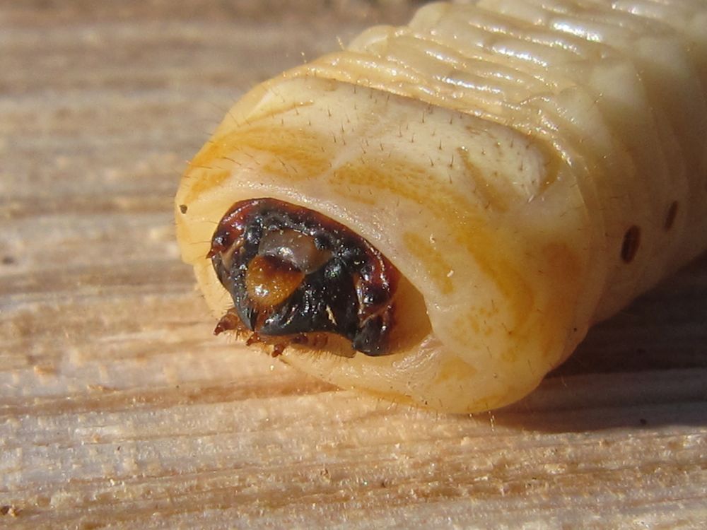 のーむ S 未知歩記 みちあるき あこがれの 鉄砲虫味