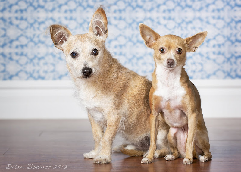 IMAGE: http://4.bp.blogspot.com/-Tmkifg8udwQ/UPTdTwvyQwI/AAAAAAAAAQw/r4YQFKOu1J8/s800/DZ7A0472.jpg