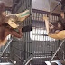 Nemo el orangután hembra que inventó una hamaca