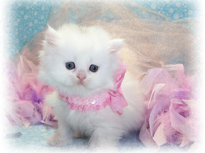 Persian-Cat-White-72