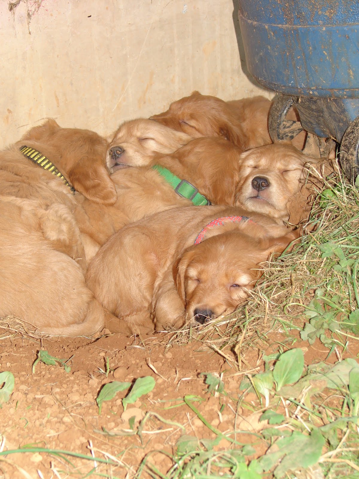 Hummingbird Hill Farm