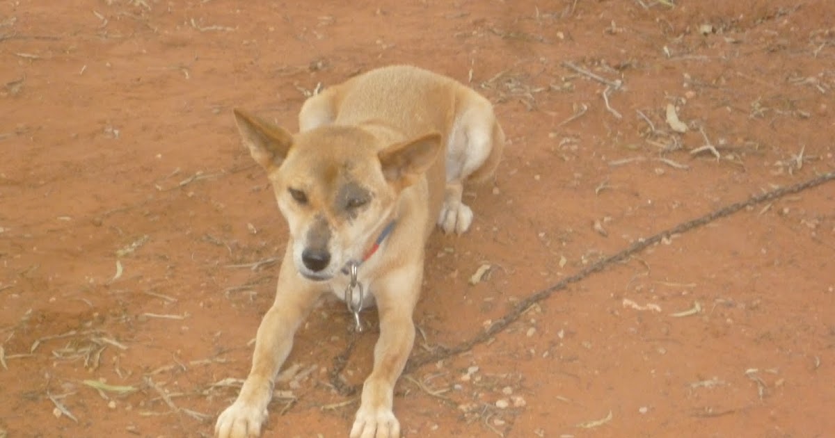 handbags and no heels: A Dingo stole my baby!