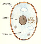 La celula