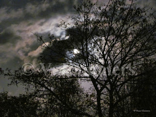 Full Moon behind the trees