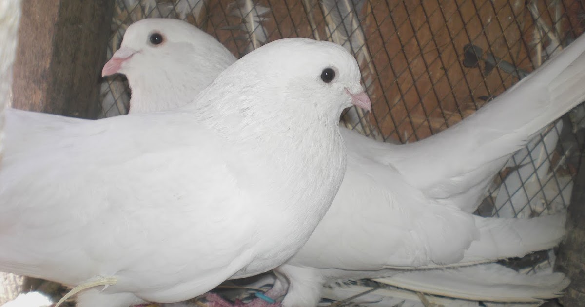 PIGEONS White pigeon care tips