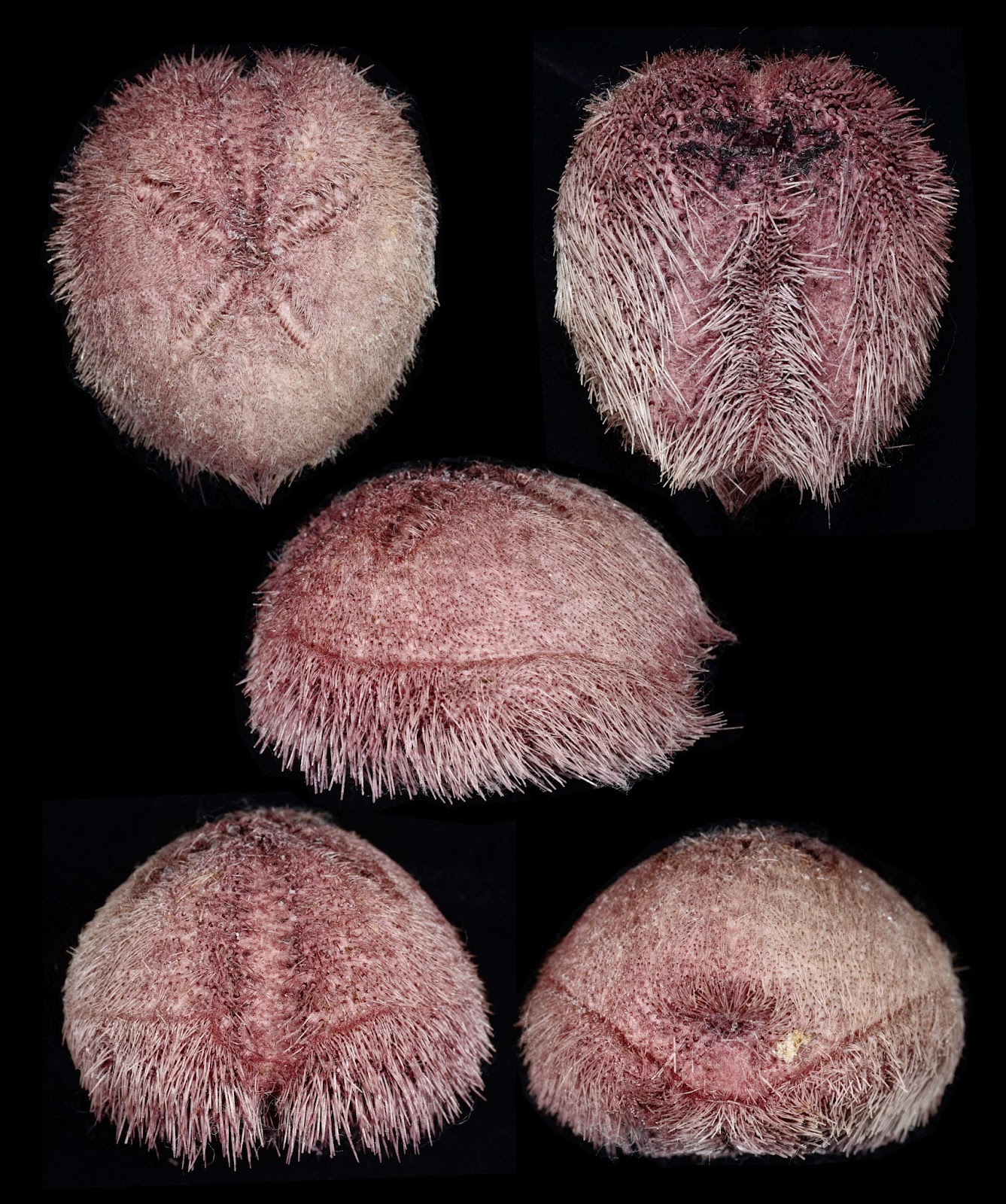 Pericosmus keiensis 42mm , full plate.