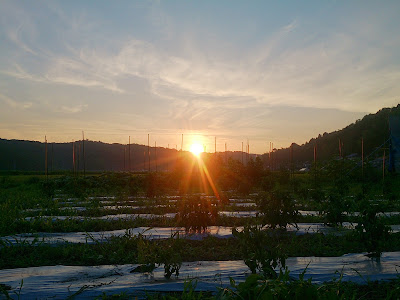 畑の夕日