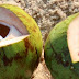 Coconut Water Wars: Pepsi and Coca-Cola Battle the Startups (Video)